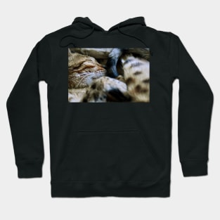 Katze /  Swiss Artwork Photography Hoodie